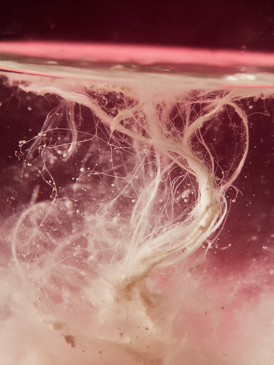 Plant fibre